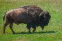 Custer State Park